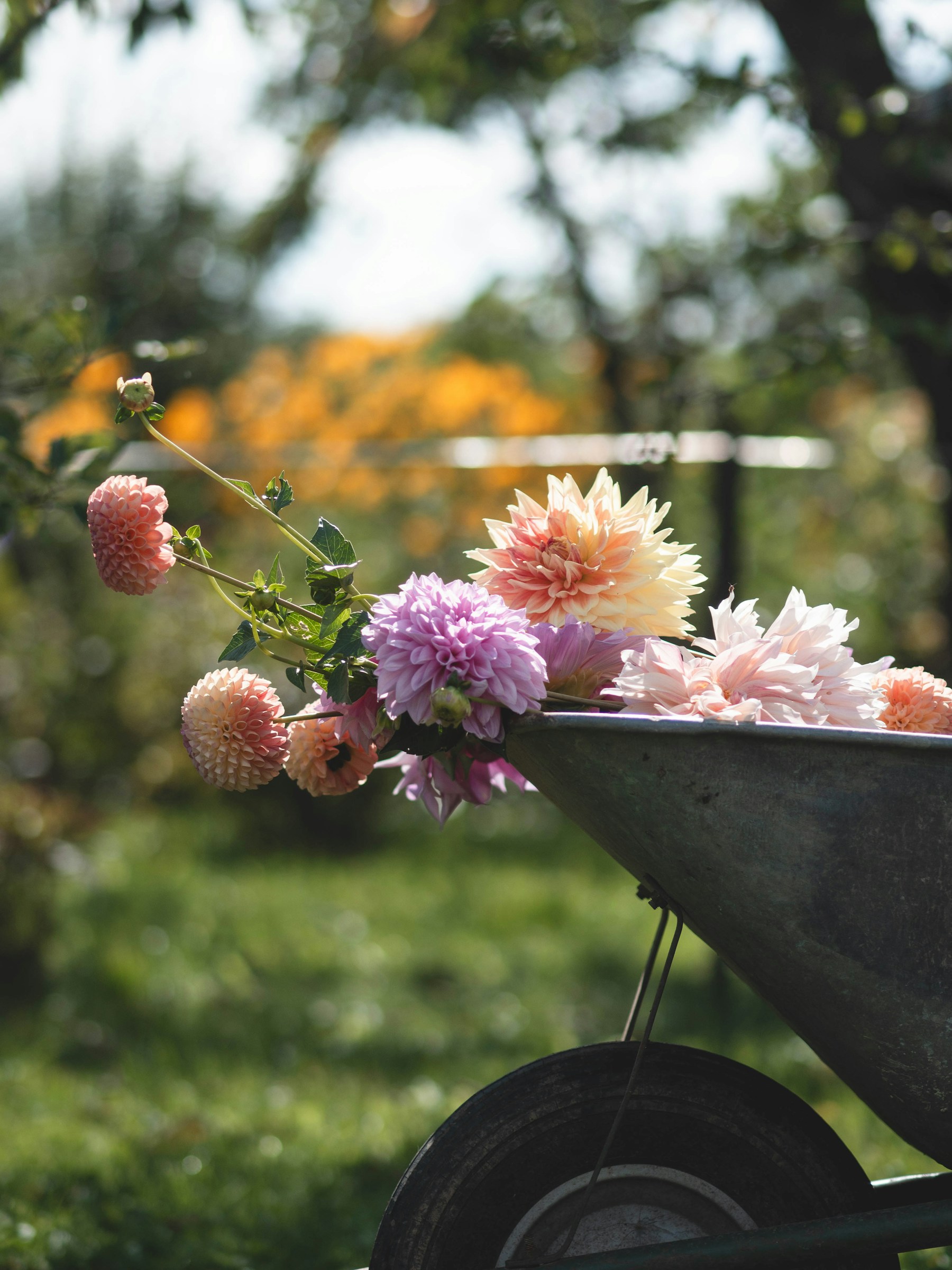 Illustrative stock photograph of fresh flowers displayed in a garden cart